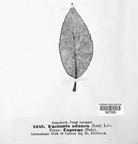 Erysiphe adunca var. adunca image